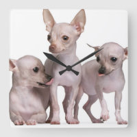 Hairless Chihuahua (5 and 7 months old)