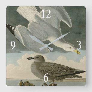 Relógio Quadrado Herring Gull do Birds of America, de John Audubon