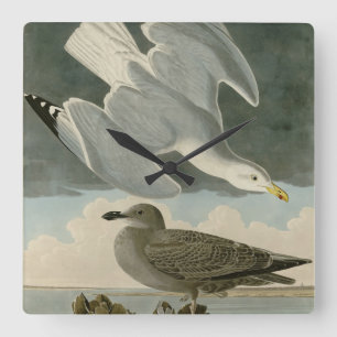 Relógio Quadrado Herring Gull from John Audubon's Birds of America