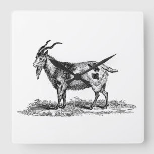 Relógio Quadrado Ilustração doméstica de carne de porco - Caprinos 