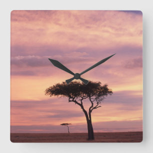 Relógio Quadrado Imagem de silhueta da acácia ao nascer do sol