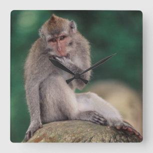 Relógio Quadrado Indonésia, Bali, Ubud, Macaque de cauda longa 2