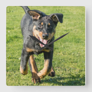 Relógio Quadrado Jovem e feliz cão-ovelha Beauceron correndo na gr