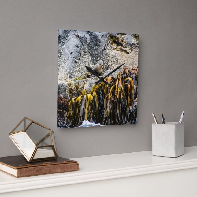 Relógio Quadrado Jovem Selo De Peles Na Rocha (Escritório)