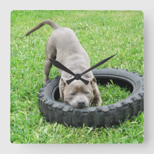 Relógio Quadrado Jovens homens do Staffordshire Bull Terrier Time,