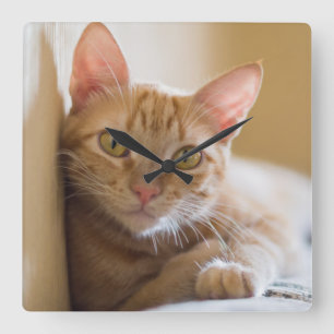 Relógio Quadrado Kitten Deitado No Sofá