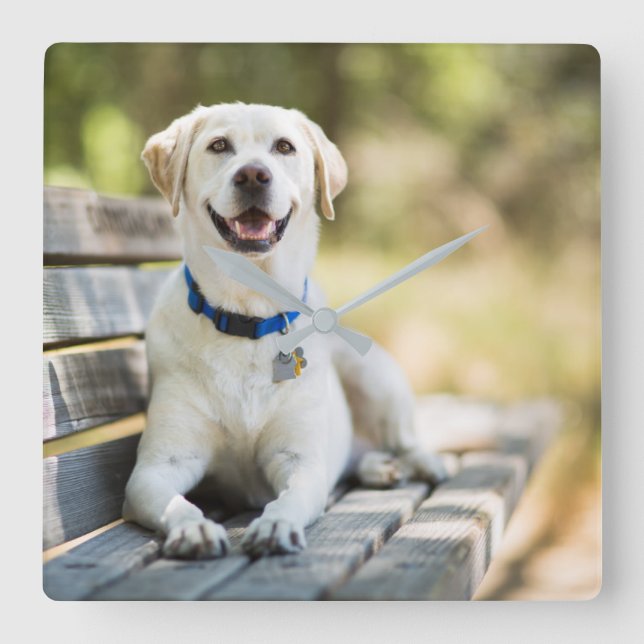 Relógio Quadrado Labrador Amarelo Fica No Banco (Frente)