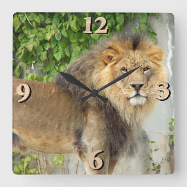 Relógio Quadrado Leão em Maasai Mara 2 (Frente)