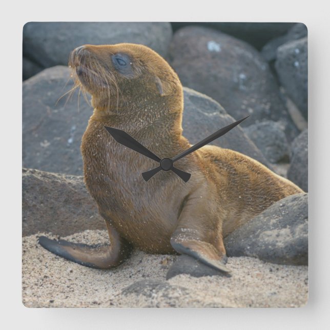 Relógio Quadrado Leão-marinho-das-galápagos (Frente)