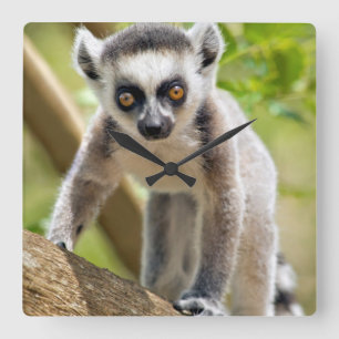 Relógio Quadrado Lemur anel-atado bebê