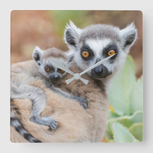 Relógio Quadrado Lemur Baby de Alcance nas costas da mãe