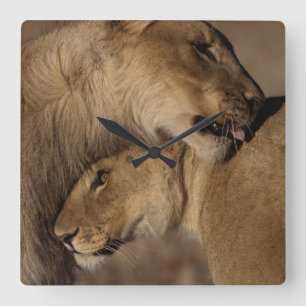 Relógio Quadrado Leões (Panthera leo)