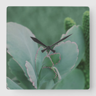 Relógio Quadrado Linda Fotografia da Planta do Deserto