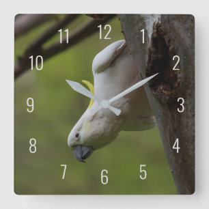 Relógio Quadrado Lindo papagaio cacatua engraçado de cabeça para ba