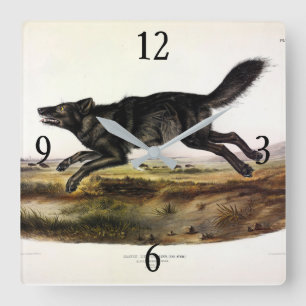 Relógio Quadrado Lobo Negro, ou Lobo Americano Negro (Canis Lupus)