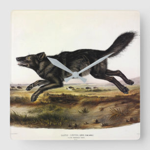 Relógio Quadrado Lobo Negro, ou Lobo Americano Negro (Canis Lupus)