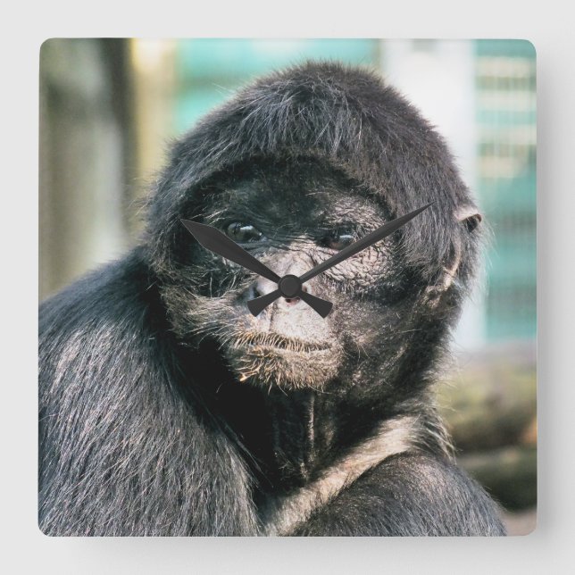 RELÓGIO QUADRADO MACACOS (Frente)