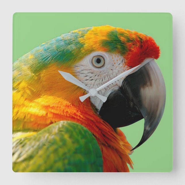 Relógio Quadrado Macaw (Frente)