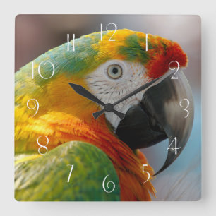 Relógio Quadrado Macaw