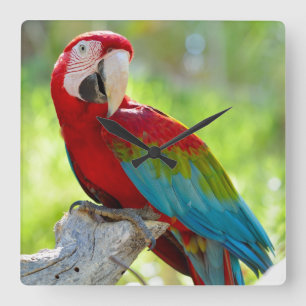 Relógio Quadrado Macaw que senta-se no ramo