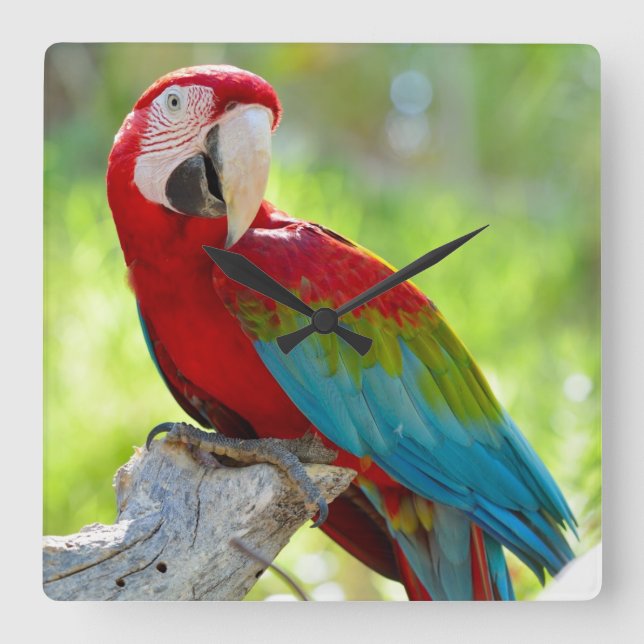 Relógio Quadrado Macaw sentado no galho (Frente)