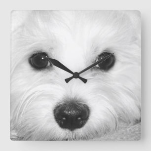 Relógio Quadrado Magical Gaze Maltês no Glint of Eyes & Nos