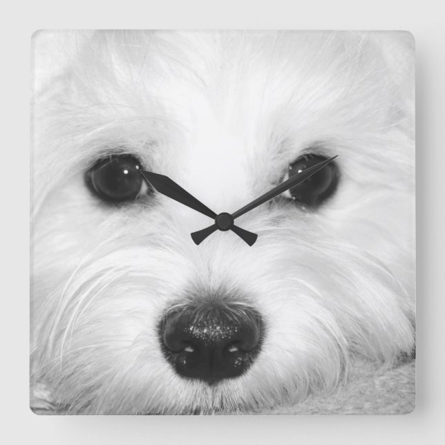 Relógio Quadrado Magical Gaze Maltês no Glint of Eyes & Nos (Frente)