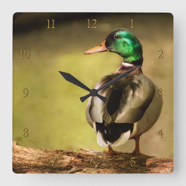 Relógio Quadrado Mallard Duck (Frente)