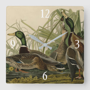 Relógio Quadrado Mallard Duck do Pássaro da América de Audubon
