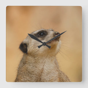 Relógio Quadrado Meerkat 001 por JAMFoto