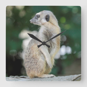 Relógio Quadrado Meerkat 025