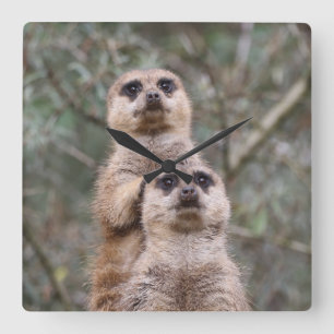 Relógio Quadrado Meerkat 035