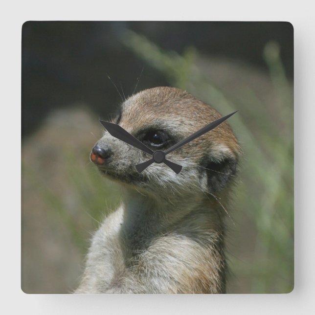 Relógio Quadrado Meerkat 043 (Frente)