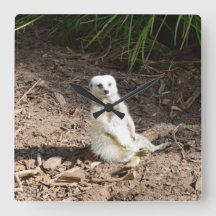 Modelo na Natureza: White Meerkat Posing for Camer