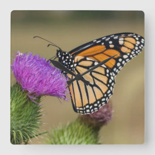 Relógio Quadrado Monarca na pradaria Ridge do cardo do pasto