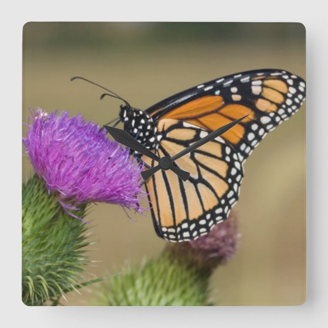 Relógio Quadrado Monarca no pasto Thistle Prairie Ridge (Frente)