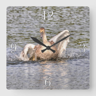 Relógio Quadrado Mute Swan Wildlife Waterfowl Photo