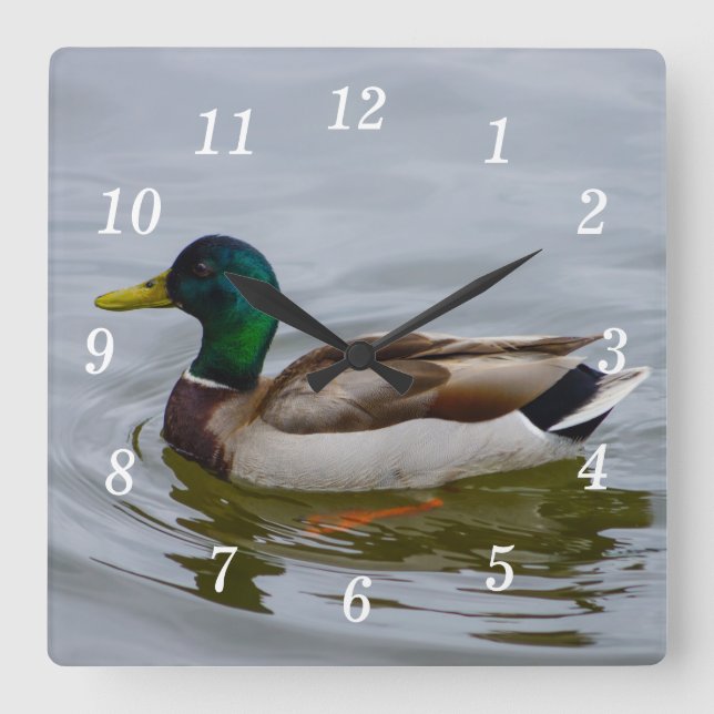Relógio Quadrado Natação Mallard Natação Wall Clock (Frente)