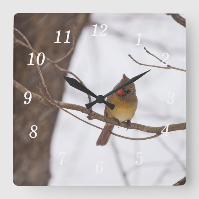 Relógio Quadrado Neve Novamente Diz A Sra. Cardinal Wall Clock (Frente)