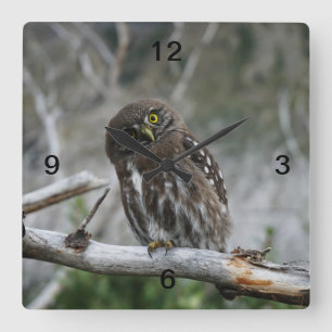 Relógio Quadrado Norte Pygmy Owl
