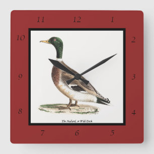 Relógio Quadrado O Pato-de-Alá ou Selvagem (Anas platyrhynchos)