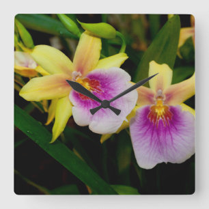 Relógio Quadrado Orquídeas roxas cor-de-rosa amarelas do por do so