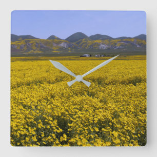 Relógio Quadrado Paisagem de Campo de Flor Amarelo
