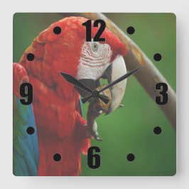 Relógio Quadrado Papagaio Vermelho Tropical