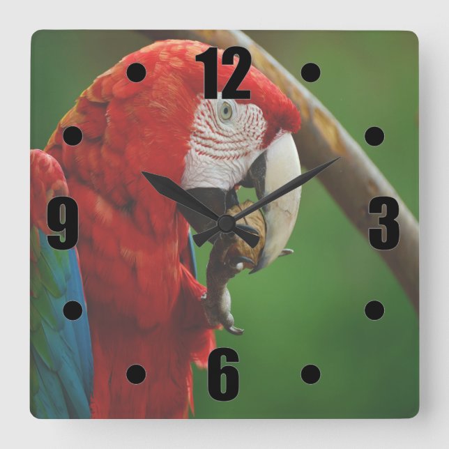 Relógio Quadrado Papagaio Vermelho Tropical (Frente)