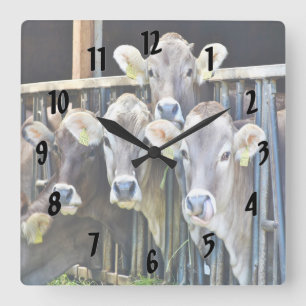 Relógio Quadrado Para baixo nas vacas da fazenda