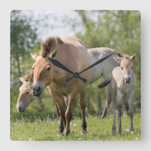 Relógio Quadrado Passeio do cavalo e do potro de Przewalski