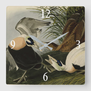 Relógio Quadrado Pato Eider, Cavaleiro Comum, Aves de Audubon da Am