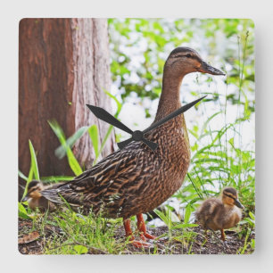 Relógio Quadrado Pato selvagem e patinhos por Shirley Taylor