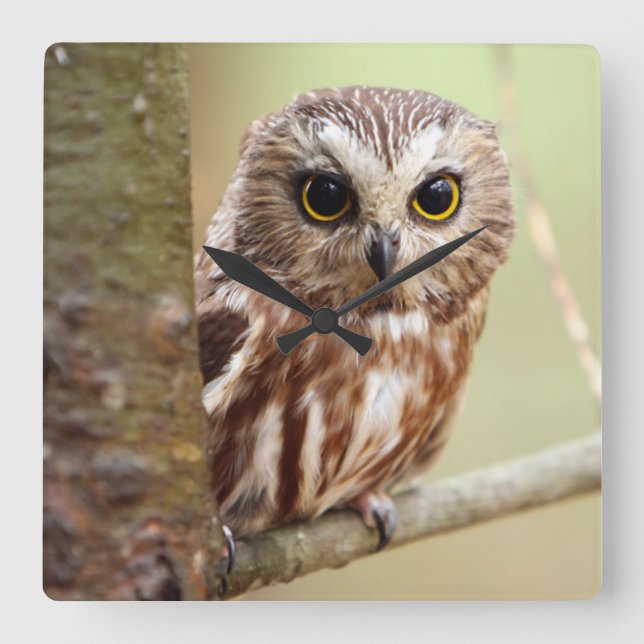 Relógio Quadrado Pequena Coruja | Ontarios (Frente)